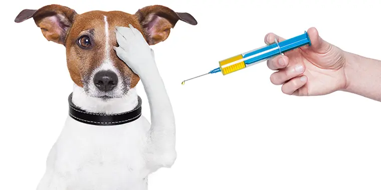 Dog Vaccinations