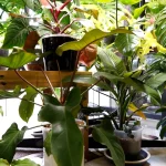 Tissue Culture Plants